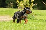 BEAUCERON - PUPPIES 281